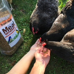 TradeKing mealworms feeding birds, demonstrating natural attractant at a yard feeder.
