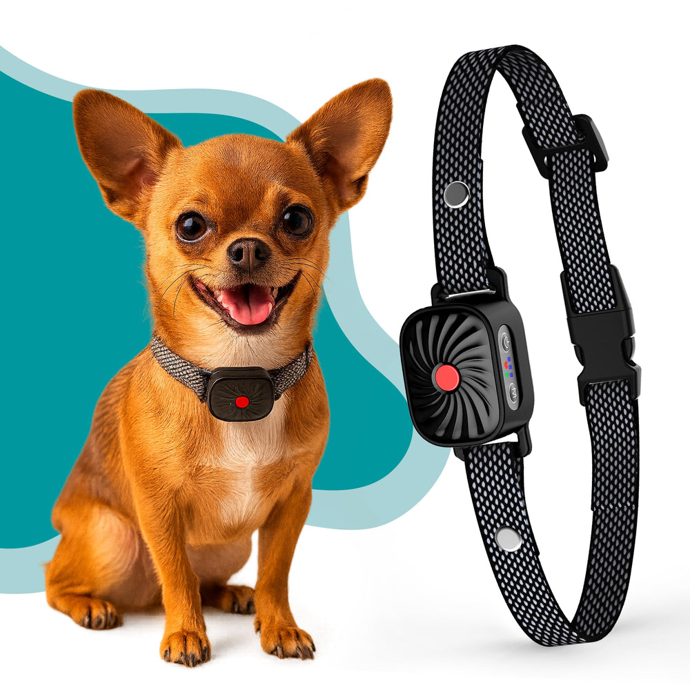 TrainTail bark collar small dog fit: adjustable strap for a comfortable, secure training experience.