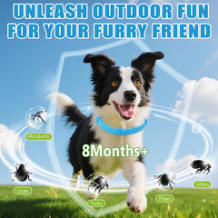 Trihood waterproof durable dog collar blue during a walk in the rain