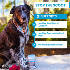 Trustwell PawMedica chews in bowl illustrates tasty, fiber-based digestive support for dogs.