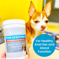 Trustwell PawMedica chews being offered to a dog demonstrates a convenient daily routine.