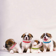 TTSAM Puppy Id Collars adjustable fit secures tiny newborns.