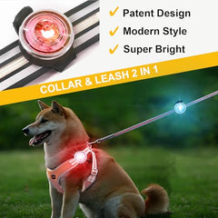 Tubasion dog lights on collar demonstrate visibility during evening strolls
