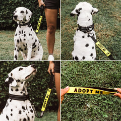 Tuff Pupper leash sleeve securely wraps on a 1 inch leash