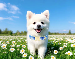 Tunkoo adjustable blue plaid collar demonstrates size options for small to large dogs