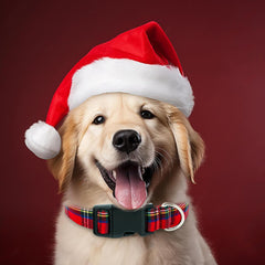 Tunkoo medium size adjustable collar on a medium dog illustrates balanced width.