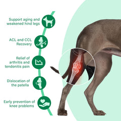 Turfson adjustable harness on knee brace for a customizable fit across breeds