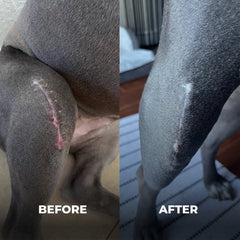 Two Pets and a Half silver honey ointment tube comforts irritated skin with healing properties