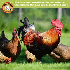 UCM Group 5lb dried BSFL treats closeup highlighting protein-rich nutrition.