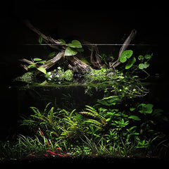 Controsoil black substrate in an lush aquascape supports plant growth