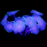Uniclife green ball coral ornament creates a vibrant focal point in your fish tank.