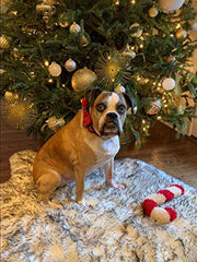 Unique Style Paws cotton-2layer material for soft, durable collar