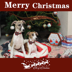 Unique Style Paws Spring Pink Dog Collar on a dog highlighting adjustable fit for growing pets.