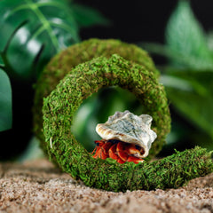 USMOLA hermit crab climbing toy helps create naturalistic terrarium activity.