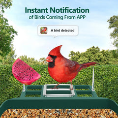 Vatjubi Bird Feeder with Camera AI identify scene highlights species recognition and alerts.