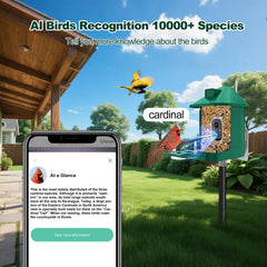 Vatjubi Bird Feeder with Camera night vision view enables dusk birdwatching.