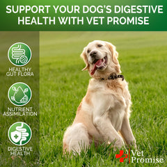 Vet Promise probiotic usage scene with dog and owner suggests easy daily routine.