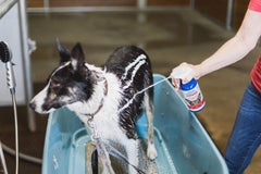 Vetericyn FoamCare foam spray application demonstrates quick lather for irritated skin.