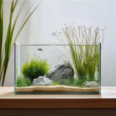 Vimvins 3-gallon frameless view provides a clear aquarium display