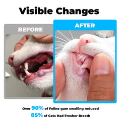 VivaElixir cat dental care gingivitis graphic—highlights gum health benefits.