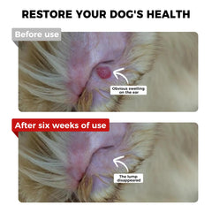 VivaElixir curcumin CoQ10 formula promotes energy and immune resilience in dogs.