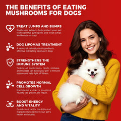 VivaElixir immune chews with chicken flavor supports aging dogs' energy and activity.