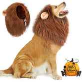 Vivifying lion mane dog costume worn on a happy dog for photoshoots.