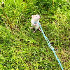 VTurboWay adjustable harness fit demonstrates customizable sizing for small pets.