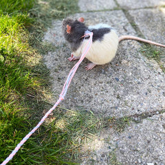 VTurboWay leash-length-55in enables long, safe outings for small pets.