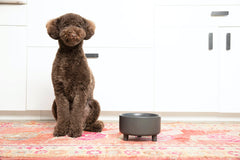 Waggo Uplift ceramic bowl, side view shows elevated height for easy feeding.