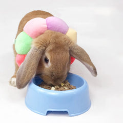 WCDJOMOP rainbow collar protecting wounds while small pets rest.