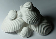 Weco Wonder Shell two-pack packaging shown, ideal for gifting and decorative display.