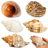 WeDoSoy 5PCS extralarge hermit crab shells close-up shows natural textures for safe homes.