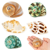 WeDoSoy 5PCS hermit crab shells package with varied sizes for easy housing fit.