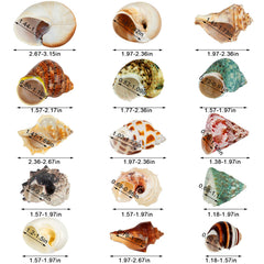 WeDoSoy conchas marinas para acuario, decoran con estilo marinero y durabilidad