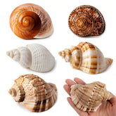 WeDoSoy five-pack large hermit crab shells shown for secure homes.