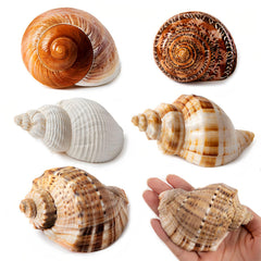 WeDoSoy five-pack large hermit crab shells shown for secure homes.