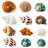 WeDoSoy hermit crab shells variety sizes 1.6-3.2 inches for growing crabs