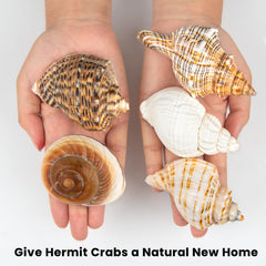 WeDoSoy natural sea conch close-up showcases unique patterns for hermit crab habitats.