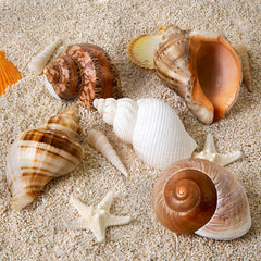 WeDoSoy natural sea conch shells in the 2.8–3.9 inch range for crabs.