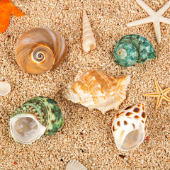 WeDoSoy natural sea conchs 2.1-2.8 inches show authentic textures for crabs.