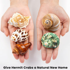 WeDoSoy shell openings range 0.9 to 1.5 inches, suitable for medium and large hermits