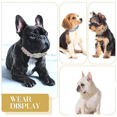 WeimoMonkey gold Cuban link dog collar on neck provides lightweight comfort.