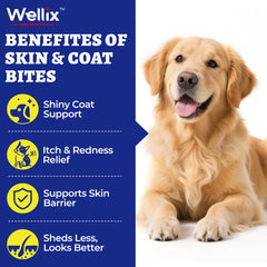 Wellix serving dish with dog bites ready to feed for easy omega-3 routine.