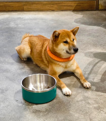 WENBOKMIN dishwasher-safe dog bowl—easy cleanup after meals.