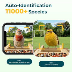 WESTHEY live stream view captures birds in real time for immersive observations.