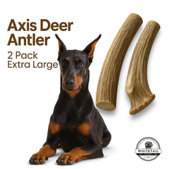 WhiteTail Naturals axis deer antlers 2pack xl dog chew ready demonstrates long-lasting indoor entertainment.
