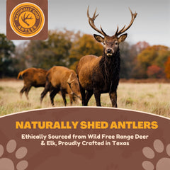 WhiteTail Naturals axis deer antlers 2pack xl indoor-use displays mess-free dental-friendly chew.