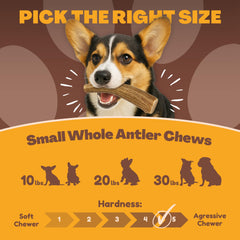 WhiteTail Naturals deer antler odorless chew, pre-trimmed edges reduce injury risk during play.