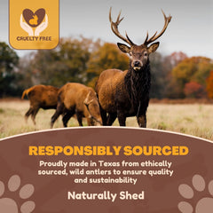 WhiteTail Naturals Jumbo XXL deer antler cut close-up shows safe edges for indoor use.